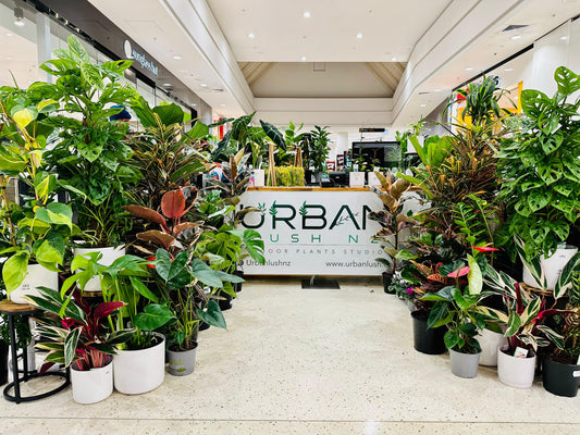 Lucky Plants Make a Thoughtful Gift for Everyone