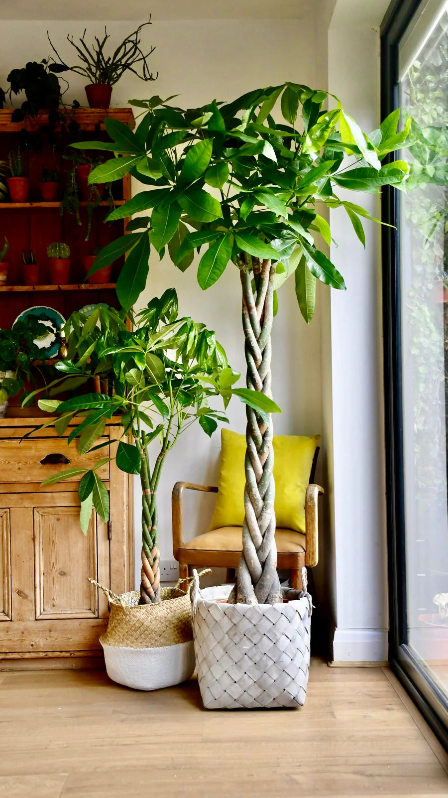 large indoor plants nz Money Tree | Money Plant | Pachira Braided Large 20CM