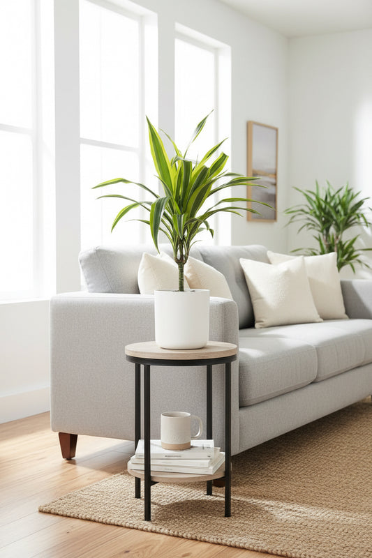 Dracaena Green Stripe Multi 2.5L - Urban Lush NZ