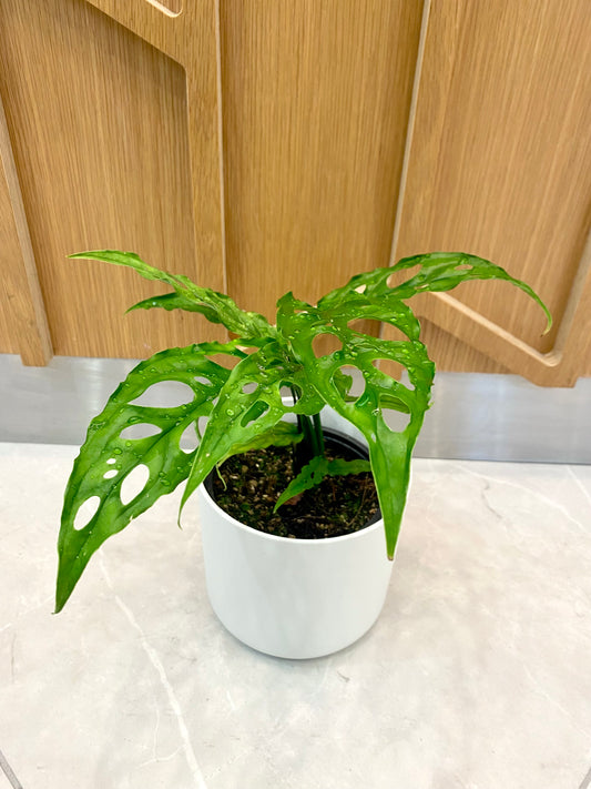 Monstera Obliqua Peru 12CM