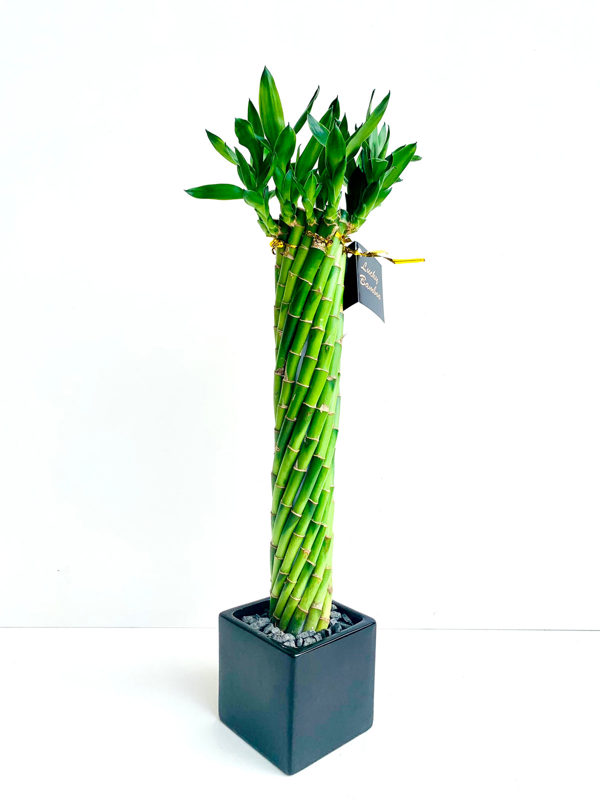 Lucky Bamboo Twists - Urban Lush NZ