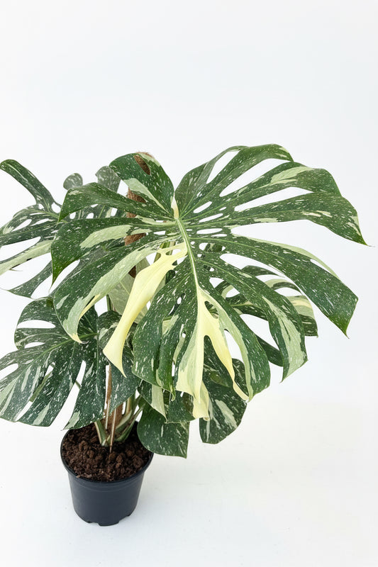 Monstera Thai Constellation 23CM