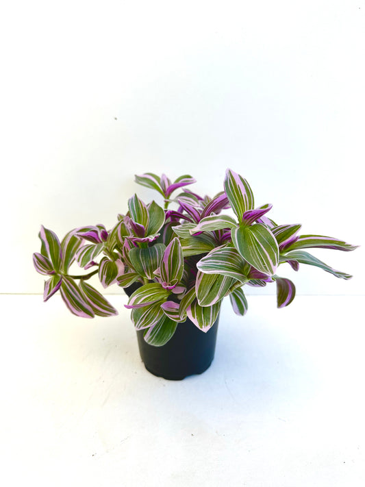 Tradescantia Sweetness 12CM - Urban Lush NZ