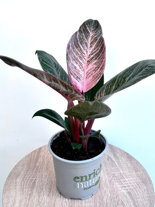 Philodendron Birkin Pink 12CM