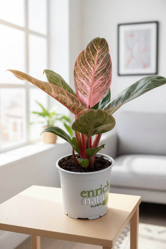 Philodendron Birkin Pink 12CM