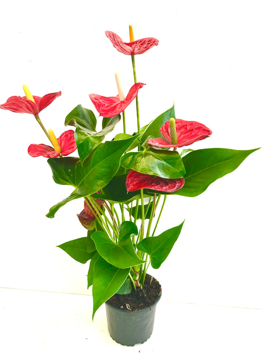 Anthurium Aristo 14CM - Urban Lush NZ