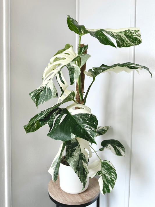 Monstera Deliciosa Albo 17CM - Urban Lush NZ