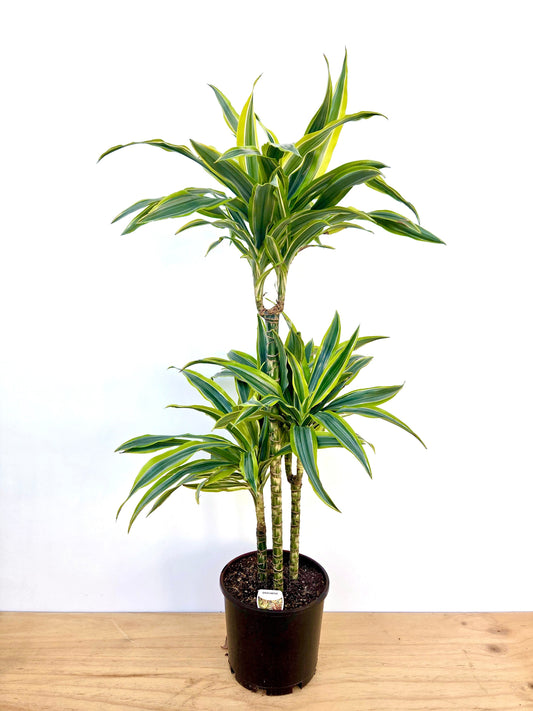 Dracaena Green Stripe Triple Planted 4.5L - Urban Lush NZ