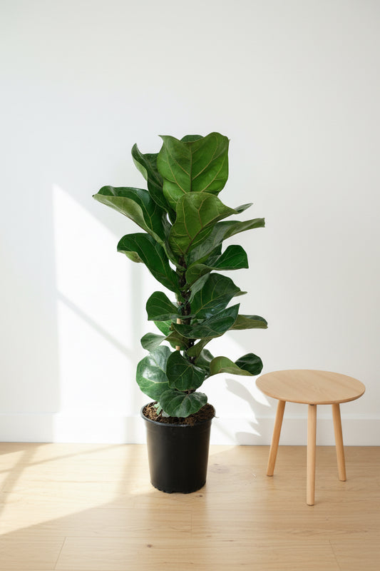 Ficus Bambino 17CM - Urban Lush NZ