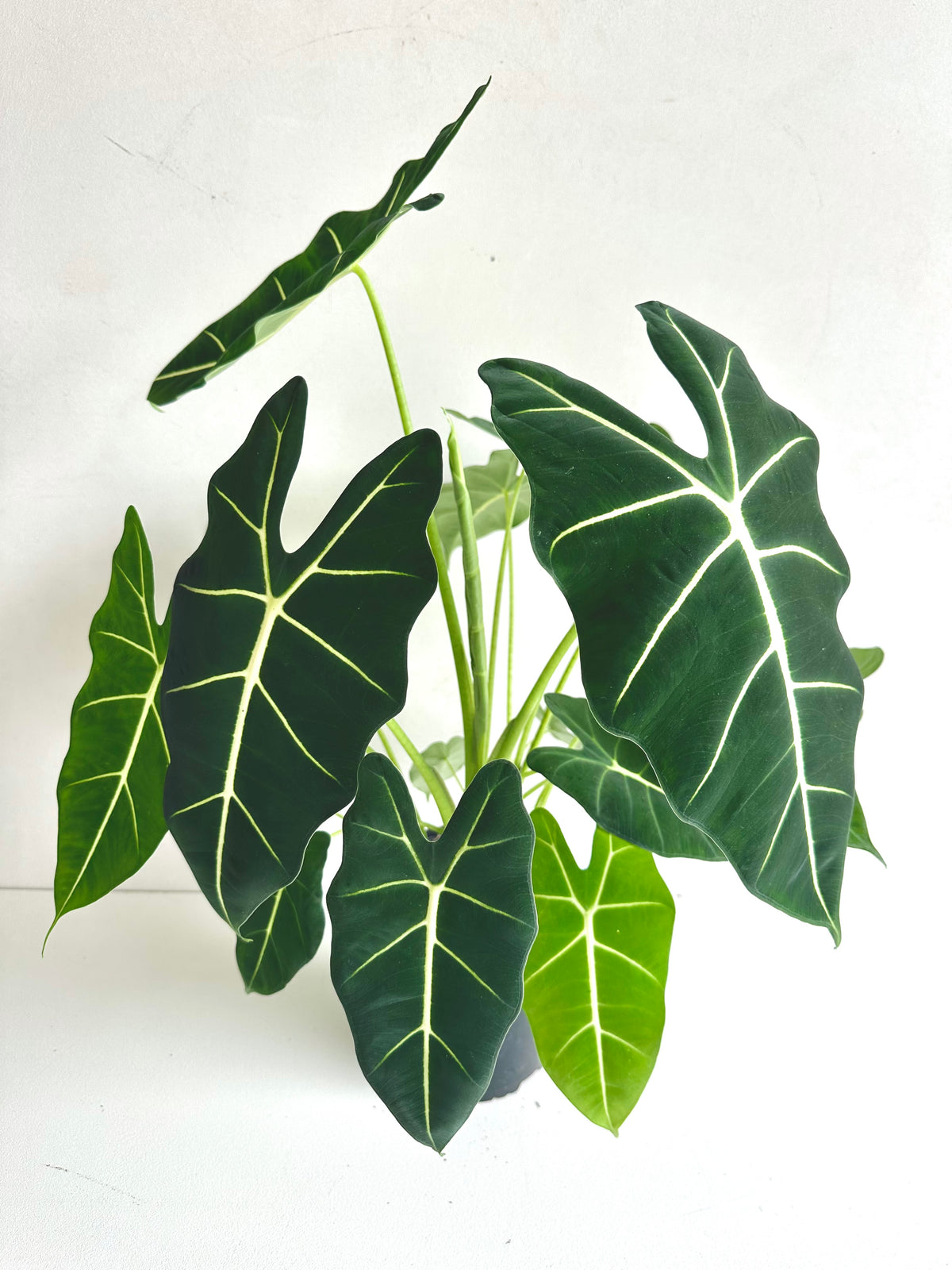 Alocasia Frydek 17cm - Urban Lush NZ
