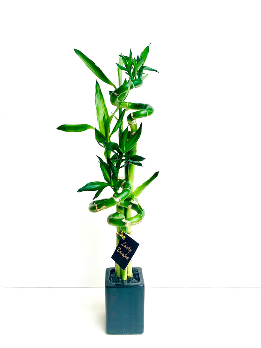 Lucky Bamboo Small - Urban Lush NZ