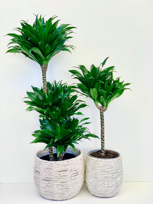 Dracaena Janet Craig 4.5L - Urban Lush NZ