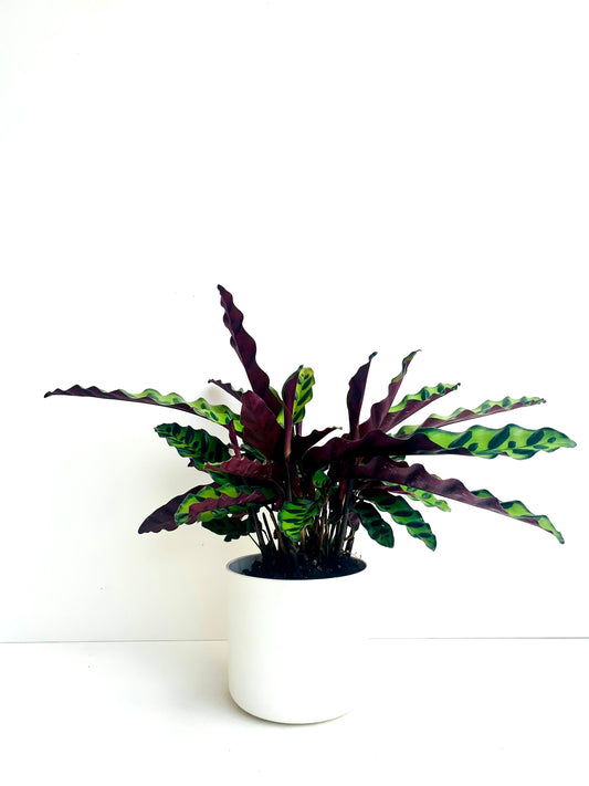 Calathea Insignis 12cm - Urban Lush NZ