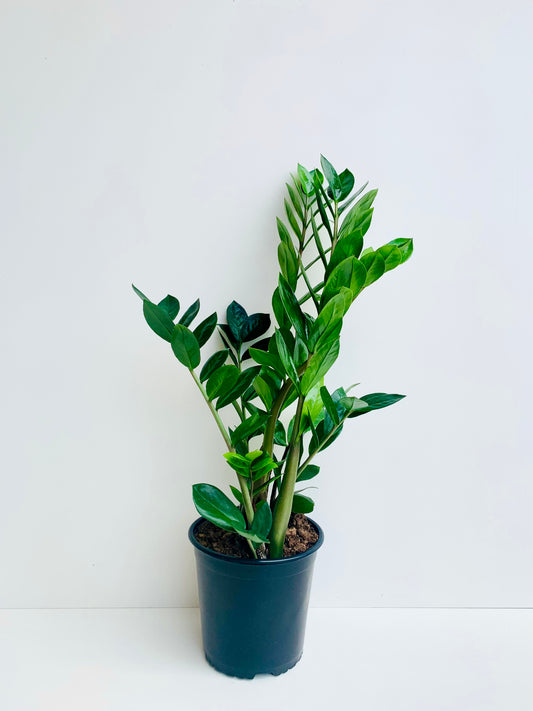 Zamioculcas zamiifolia - ZZ Plant - 23cm - Urban Lush NZ