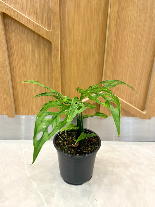 Monstera Obliqua Peru 12CM