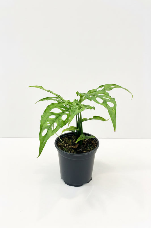 Monstera Obliqua Peru 12CM