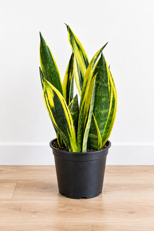Sanseveria Gold Flame 14cm - Urban Lush NZ