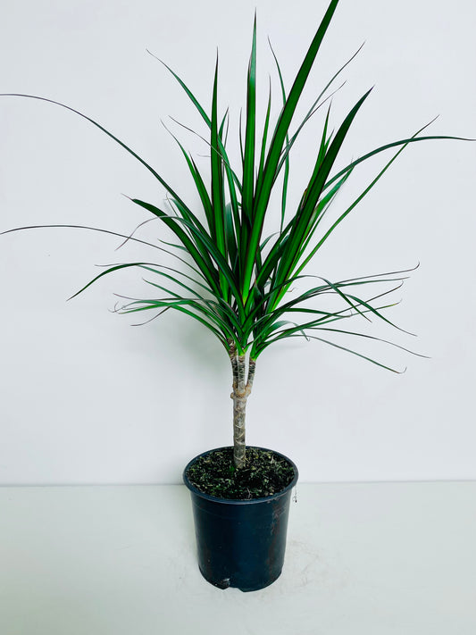 Dracaena Marginata 15cm - Urban Lush NZ