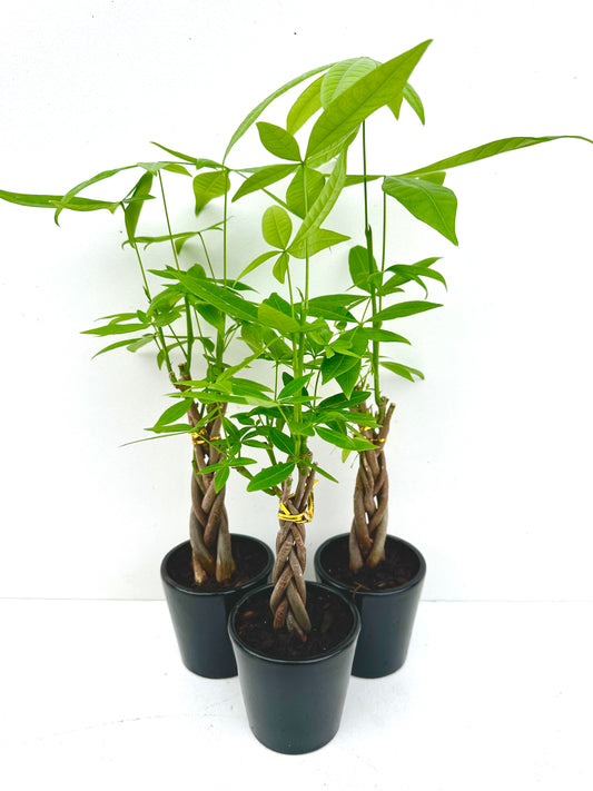 Mini Braided Pachira - Money Tree - Urban Lush NZ
