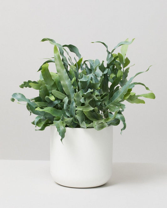 Phlebodium Blue Star Fern 23CM - Urban Lush NZ
