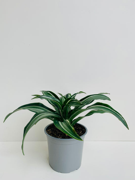 Dracaena Jade Jewel 15cm - Urban Lush NZ
