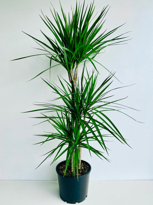 Dracaena Marginata Triple Planted 4.5L - Urban Lush NZ