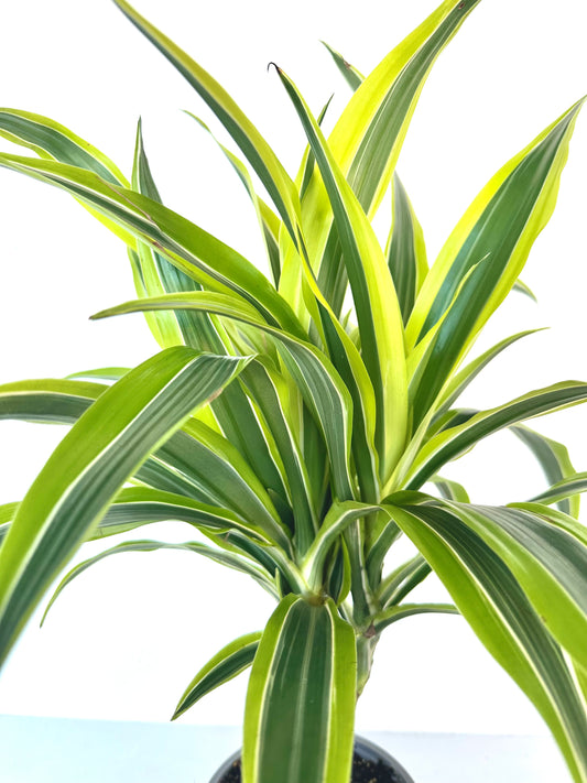 Dracaena Green Stripe Multi 2.5L