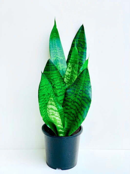 Sansevieria Futura Black Coral (Snake Plant) 14CM - Urban Lush NZ
