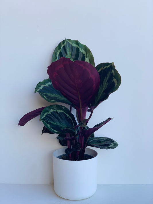 Calathea Shinestar 12cm - Urban Lush NZ