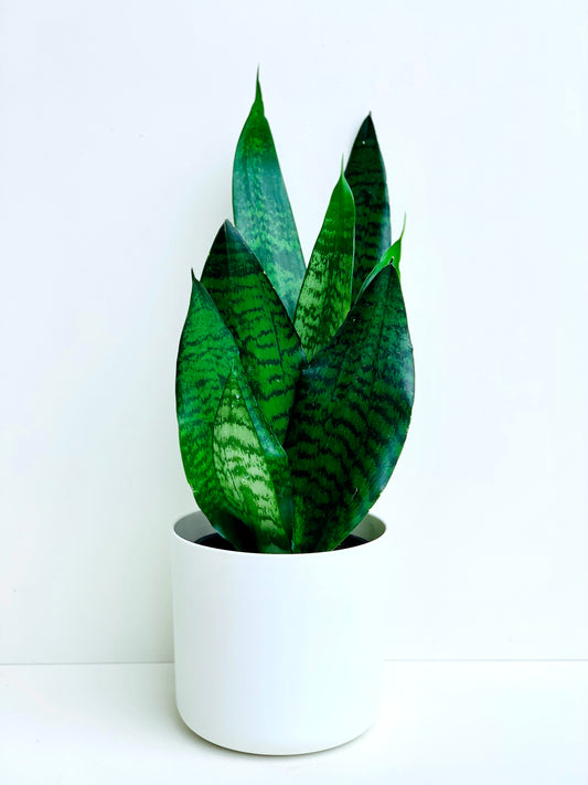 Sansevieria Futura Black Coral (Snake Plant) 14CM - Urban Lush NZ