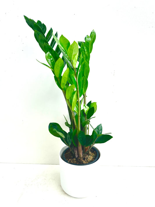 ZZ Plant - Zamioculcas Zamiifolia 12CM - Urban Lush NZ