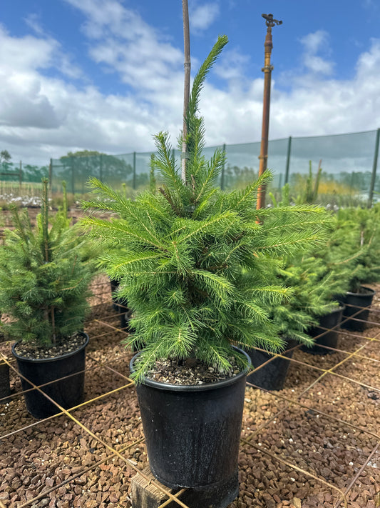 Picea Abies 6L