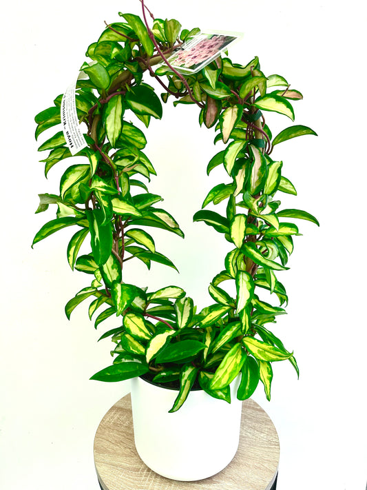 Hoya Krimson Princess In Hoop - Urban Lush NZ