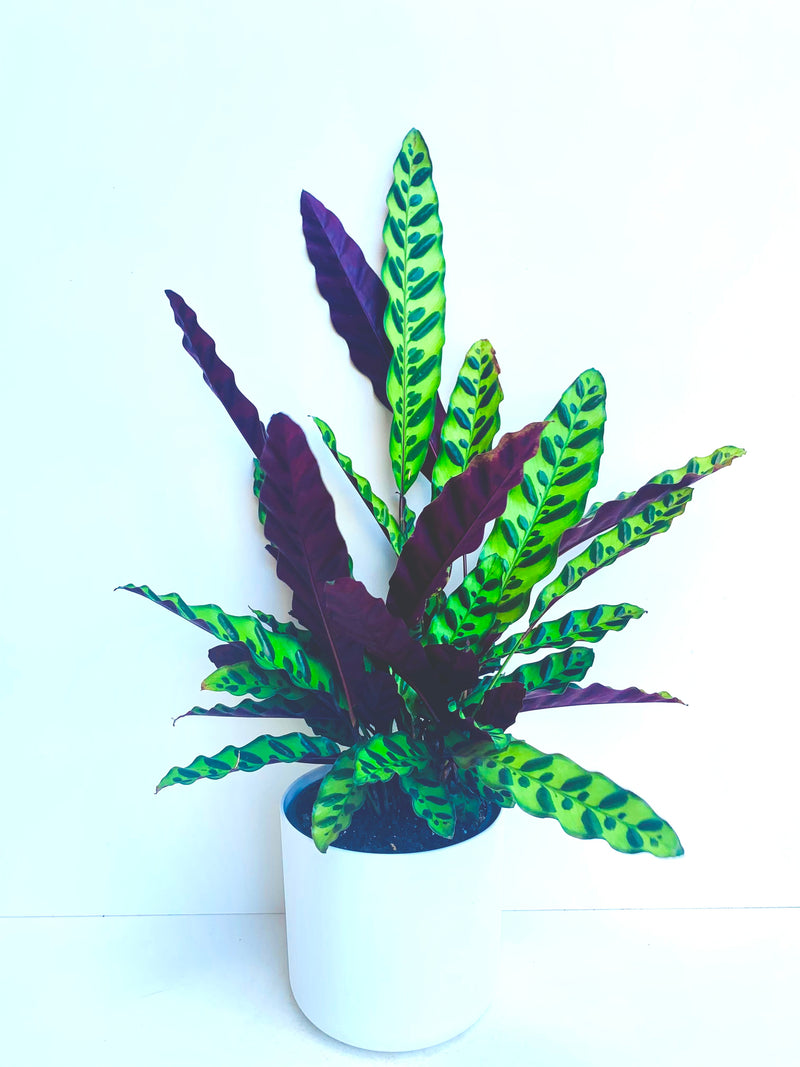 Calathea Insignis 14CM - Urban Lush NZ