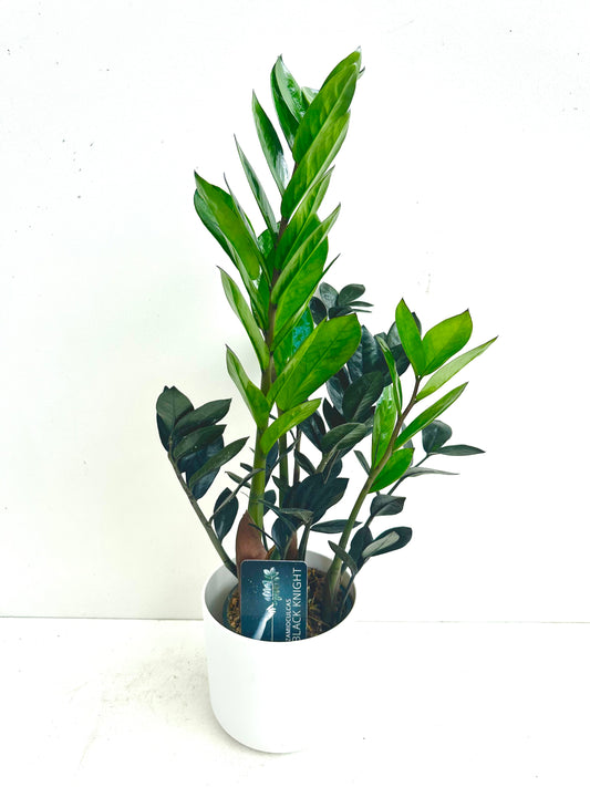 ZZ Plant - Zamioculcas Zamiifolia Black Knight 12CM - Urban Lush NZ