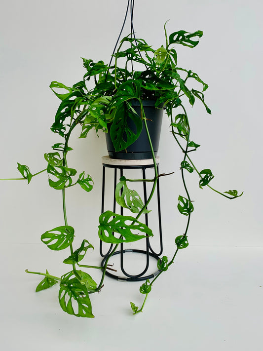 Monstera Swiss Cheese Vine 17cm - Urban Lush NZ