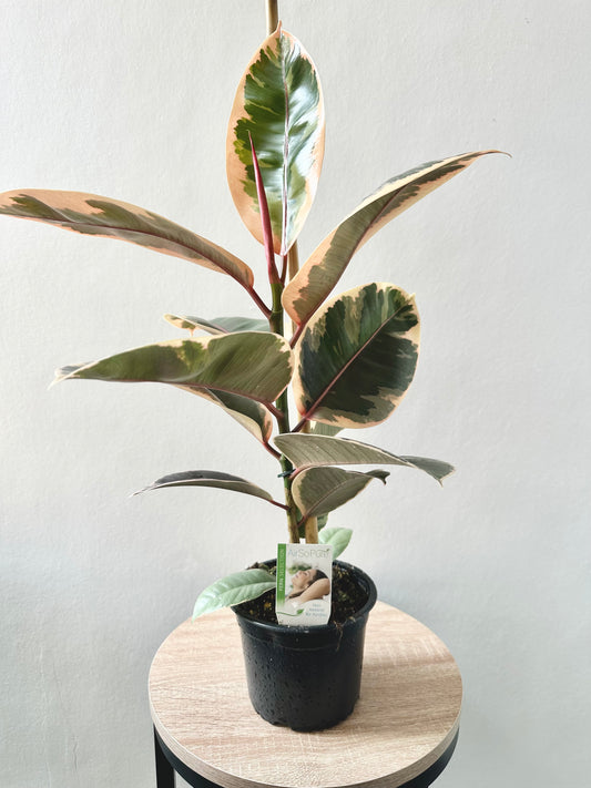 Ficus Ruby 14cm - Urban Lush NZ