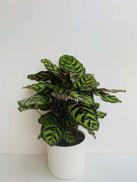 Calathea Makoyana 17cm - Urban Lush NZ