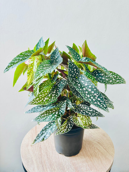 Begonia Hot Spot 12CM - Urban Lush NZ