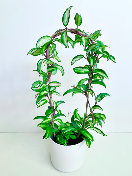 Hoya Krimson Princess ‘Bamboo Hoop’ - Urban Lush NZ