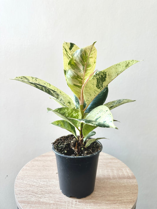 Ficus Shivereana Variegated 12CM - Urban Lush NZ