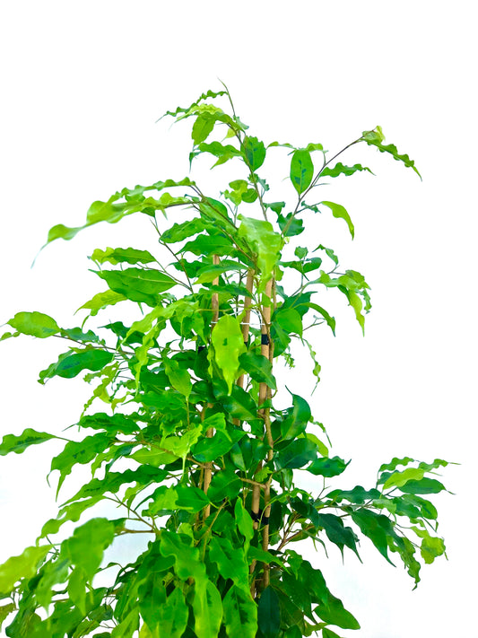 Ficus Golden Monique 25CM