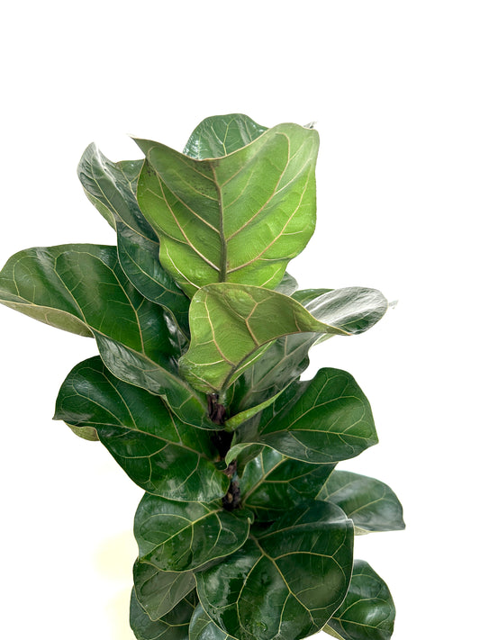 Ficus Bambino 17CM