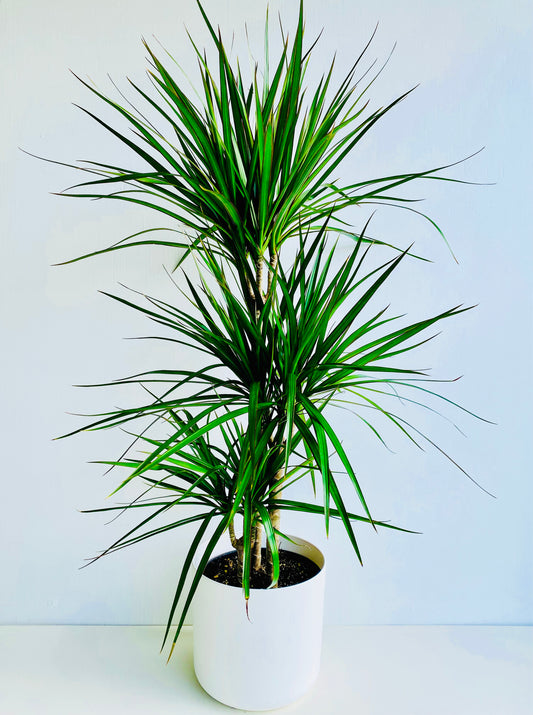 Dracaena Marginata Triple Planted 4.5L - Urban Lush NZ