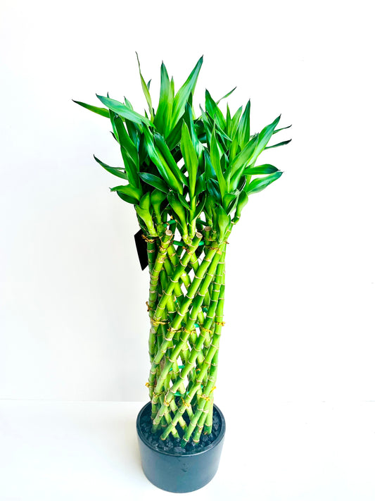 Lucky Bamboo Cage Large - Urban Lush NZ