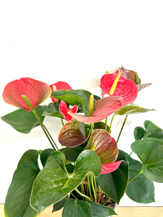 Anthurium Fancy Fewer 17CM - Urban Lush NZ