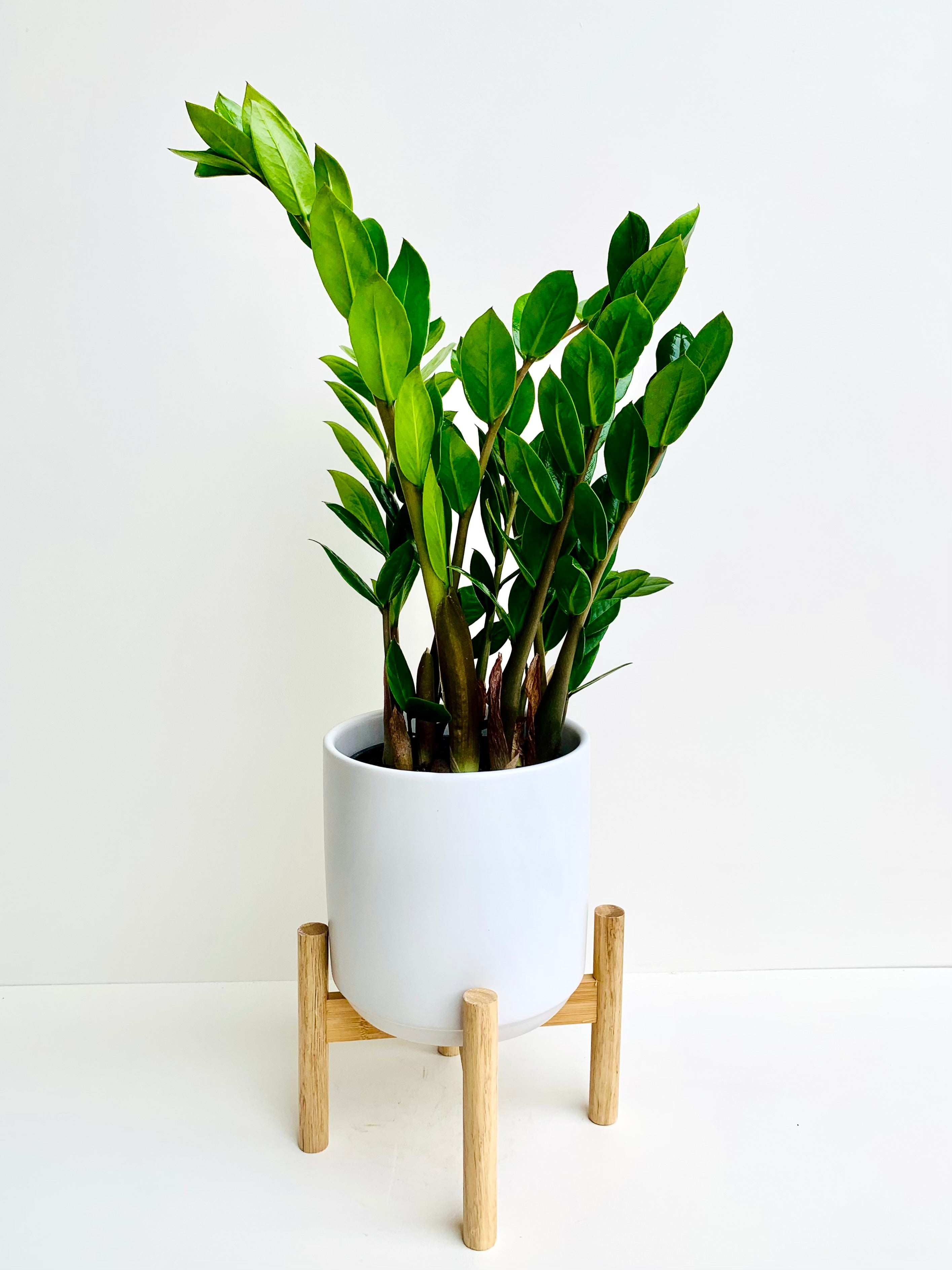 Green ZZ Plant | Zamioculcas Zamiifolia 14CM - Urban Lush NZ
