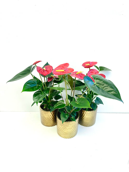 Anthurium Assorted Ceramic in 9CM - Urban Lush NZ