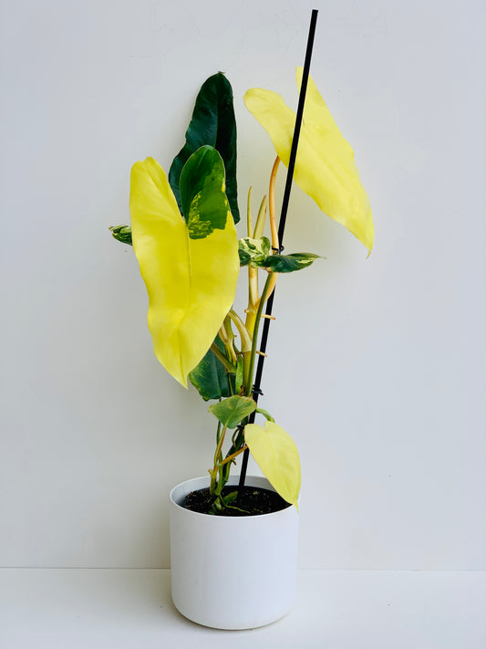 Philodendron Burl Marx 12cm - Urban Lush NZ