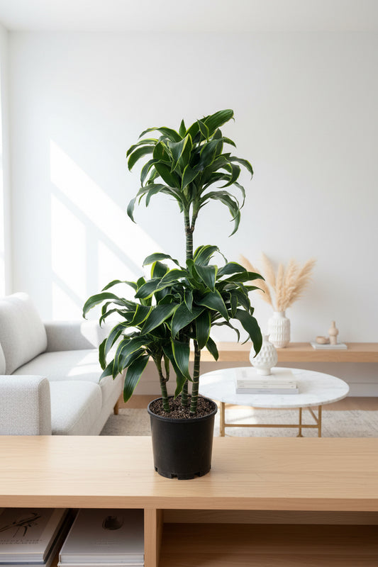 Dracaena Dorado Triple Planted 4.5L - Urban Lush NZ